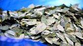 Colombia, Bolivia to ask UN to remove coca leaf from narcotics list