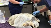 Rare sea turtle found alive and well in Mexico, seven years after it was injured in SC