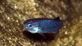 One of Earth's rarest fish sees "remarkable" return from near-extinction