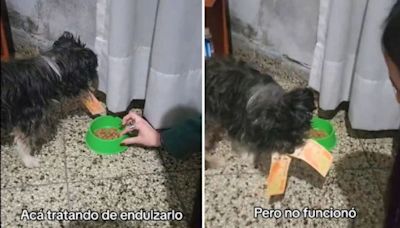 Su perro le robó los billetes que le quedaban a fin de mes y el video se hizo viral