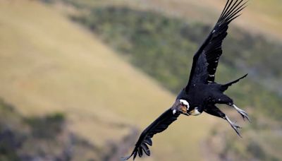 El cóndor andino de Sudamérica, el ave longeva y majestuosa que está amenazada por cebos tóxicos y plásticos