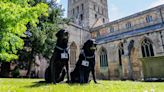 Paws for prayer! Tewkesbury Abbey appoints two Labradors as Assistant Vergers