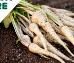 How to Grow Parsnips in Your Home Garden