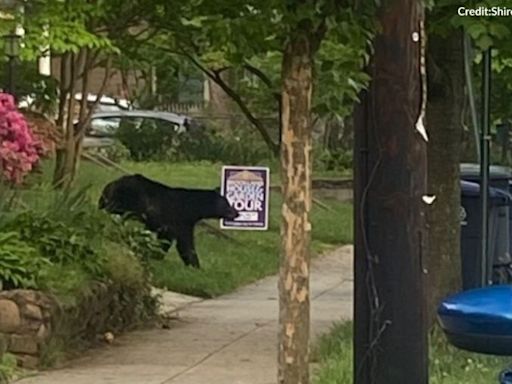 Black bear spotted in Northeast DC neighborhood