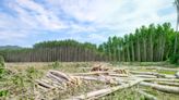 Replantar árboles en bosques talados acelera la recuperación ambiental