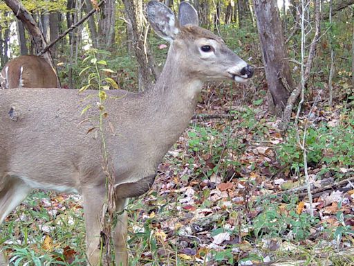 Chronic wasting disease: Death of 2 hunters in US raises fear of 'zombie deer'