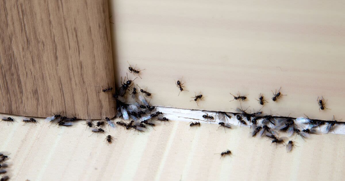 Nine methods to get rid of ants in your home for good