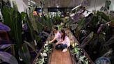 【台北植物系旅行5】超奇特葉片竟是迷彩樣！ 高顏值兄妹的觀葉溫室收藏上千盆栽