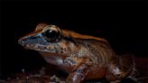 Scientists finally record Amazon frog’s ear-piercing screams