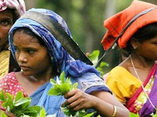 Crisis hits North India's tea industry as production plummets amid extreme weather