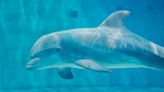 4-year-old dolphin dies at Florida’s Clearwater aquarium