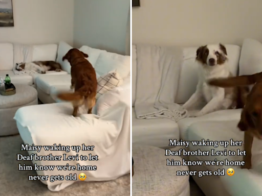 How dog wakes up deaf brother to say "we're home" has internet sobbing