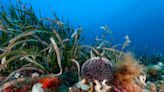 UK Plans Natural Capital Markets For Marine Protection