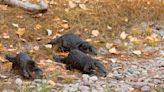 Otter attacks 3 women inner-tubing on Montana river