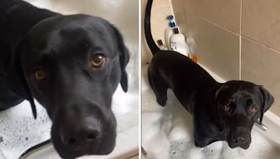 Woman tries to have relaxing bubble bath, Labrador has other ideas