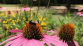 Looking for an easy, beautiful addition to your garden? Try the purple coneflower.