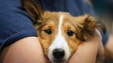 New type of bacterial infection could be behind recent dog illnesses