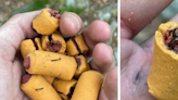 Fish hook-stuffed dog treats found on the Appalachian Trail, Pennsylvania Game Commission warns