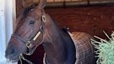 Kentucky Derby contender Honor Marie has Texarkana ties