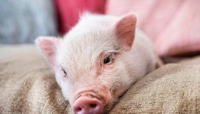 10 Alarming Facts to Consider Before Getting a Teacup Pig