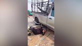Python caught after slithering under truck while driver was sleeping