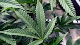 Audit faults NYS office for problems in rollout of legal cannabis market