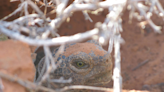 Here’s how you can meet a desert tortoise — without shelling out any money