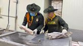 Incautaron más de 200 kilos de pescado en mal estado; iba a ser comercializado en Medellín