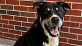 Adopt a pet | Meet Crisco, Luke, Leia, Milo others at OKC-area shelters