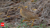 Yellow legged Buttonquail bird sighted in urban area in Ahmedabad - Times of India
