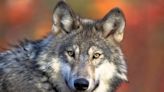 Colorado gray wolf GPS collar data points to possible breeding pair