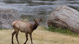 Colorado Elk Caught Tossing a Ball With Kids Looks Like They Just Want to Play