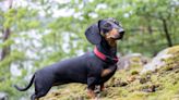 Auf wiedersehen, pet: Germany set to ban sausage dogs