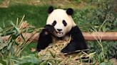 Mayor Breed's plans to bring pandas to San Francisco Zoo hits roadblock