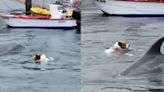 Este perro se lanzó a “jugar” con un delfín y la redes alucinan - La Tercera