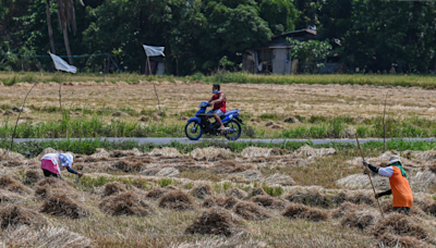 Why Is the Philippines Blocking ‘Miracle Crops’?