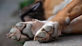 Vet Explains the Reason Why Dogs Get Stinky ‘Frito’ Feet