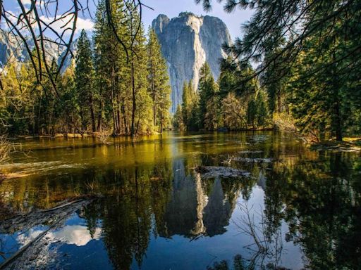 Ultra-runner near the end of a 50-mile excursion attacked by a bear in Yosemite Valley