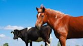 California Animal Sanctuary On Brink of Closing After Surviving Wildfires and COVID-19