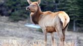 8-year-old girl attacked by a cow elk while riding her bike