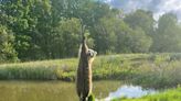 Conservation cops rescue raccoon, ticket Upstate NY man for killing blue heron