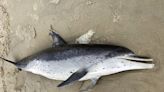 Dead dolphin washes up on Jersey Shore at Island Beach State Park
