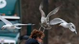 Have you seen a lot of baby seagulls in downtown New Bedford lately? Here's why.