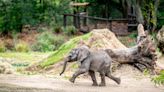 Disney’s baby elephant makes debut at Animal Kingdom