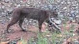 Bobcat caught on Greenville County trail cam eating grass