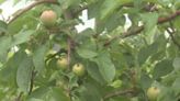 What impacts does a rainy spring have on local orchards?