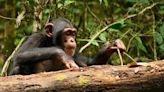 Evolving Intelligence: How Chimpanzees Master Tools Well Into Adulthood