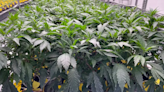 Ohio Senate wants to modify regulation of medical marijuana, adult use cannabis, hemp