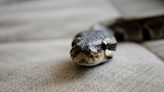 4 señales que te harán saber si hay una serpiente en tu casa - El Diario NY