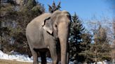 Sask. senator hopes to see bill passed that would limit new captivity of elephants, apes